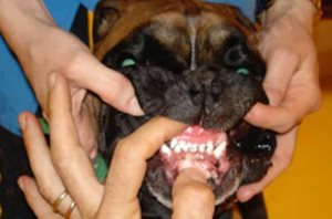 Myosite des muscles masticateurs chez un chien de race Boxer. L’ouverture de la gueule est impossible