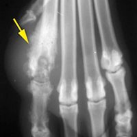 3. Radiographie du métacarpe d’un chien montrant une ostéomyélite (infection de l’os)