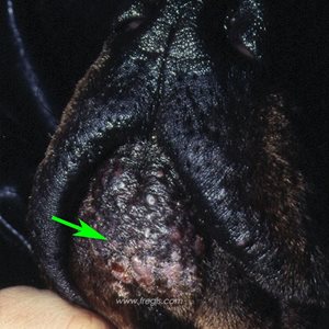 2. Furonculose du menton chez un chien de race Doberman