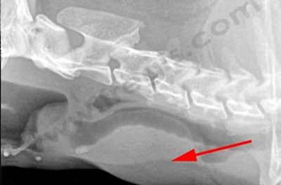 Radiographie mettant un évidence un volumineux abcès au niveau de la gorge chez un chat​