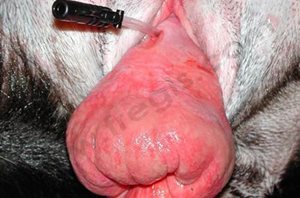 Prolapsus vaginal chez une chienne. L’entrée de l’urètre est visible (sonde). Une intervention chirurgicale lourde et complexe sera nécessaire