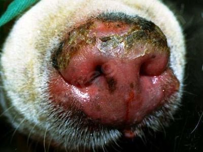Truffe d’un chien de race Labrador atteint d’une Parakératose nasale héréditaire, encore appelée Hyperkératose de la truffe du chien.
