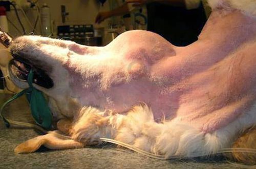 Chien de race Labrador atteint d’un hémangiosarcome dans la région du cou. Le chien est anesthésié et préparé pour la chirurgie