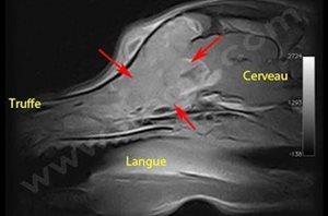 RM (résonance magnétique) d’un chien atteint d’une volumineuse tumeur des cavités nasales (flèches rouges) qui envahit le cerveau.