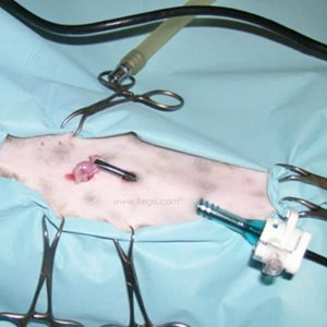 Chirurgie par coelioscopie chez un chat pour retrait d’un testicule ectopique.