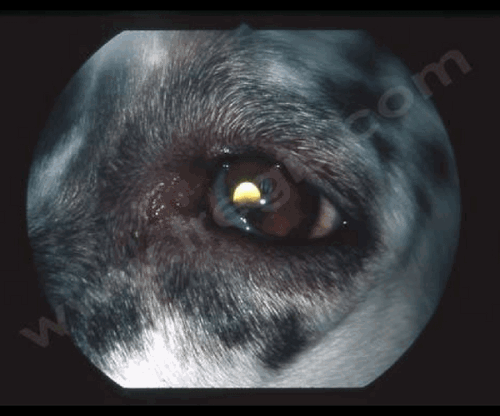 Enophtalmie et procidence de la membrane nictitante chez un chien de race Setter. - CHV Frégis