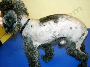 Alopécie X (dermatose répondant à l’hormone de croissance) chez un chien Caniche mâle.