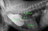 2. Jabot oesophagien chez un chien présentant une malformation vasculaire congénitale (persistance du 4ème arc aortique). Une radiographie avec produit de contraste montre l’importante dilatation de l’œsophage en avant du cœur.