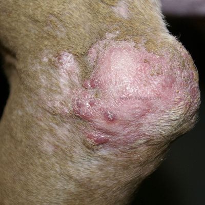Dermatite et pyodermite des points de pression (ici sur le coude) chez le chien