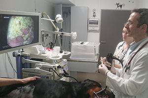 Fibroscopie de l’estomac chez un chien