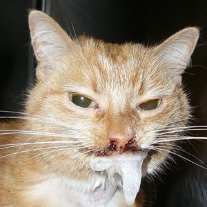 Chez le chat, le coryza peut provoquer une salivation importante (ulcères dans la bouche)