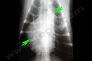 Radiographie du cœur d’un chien atteint d’une tétralogie de Fallot, dominée par une très importante augmentation du cœur droit
