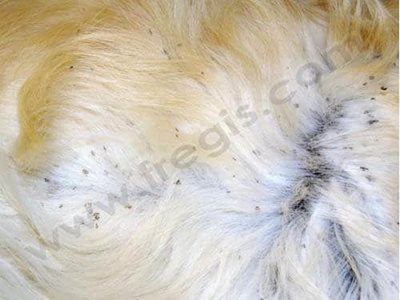 Maladie de peau : Ichthyose chez un chien Golden retriever