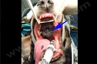 1. Mélanome chez un chien (flèche bleue). Cette tumeur de la bouche est fréquente. Le chien est préparé pour la chirurgie