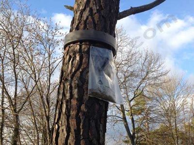 Piège permettant de capturer les chenilles qui descendent de l’arbre pour aller s’enfouir