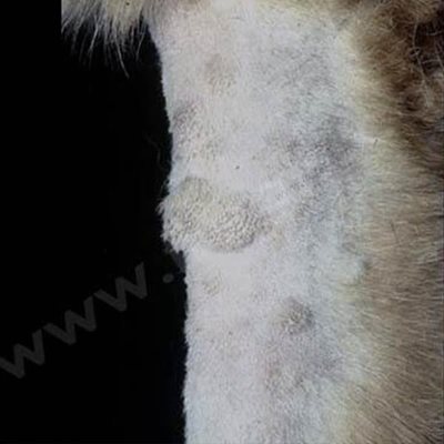 Nodules sur la patte avant d’un chien Berger allemand présentant une dermatofibrose nodulaire et un cystadénocarcinome rénal