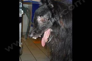 Tumeur nasale chez un chien de race Berger belge (Tervueren).
