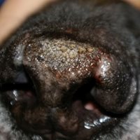 1. Fissures de la truffe sur un chien de race berger allemand atteint de pyodermite muco-cutanée (PJCM) (photo D Héripret)