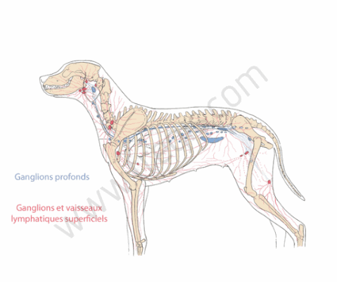 Ganglions et vaisseaux lymphatiques chez le chien.