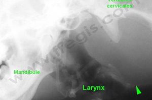 Tumeur de la thyroïde chez le chien. La radiographie montre une volumineuse tuméfaction en arrière du larynx (flèche verte)