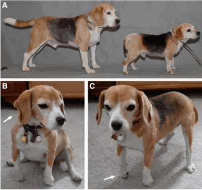 Syndrome chinois chez le Beagle. A : chien normal et chien atteint. B : Pli sur l’oreille (flèche), aspect des yeux, raideur des membres. C : position anormale de l’extrémité des pattes avant. (D’après Bader 2010)