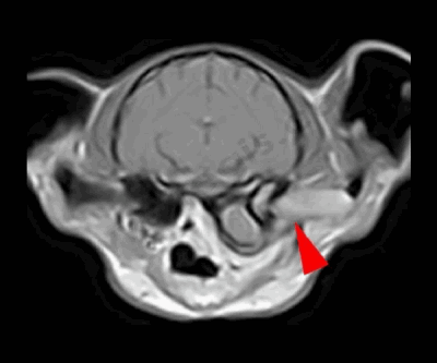 IRM chez un chat présentant un polype nasopharyngé