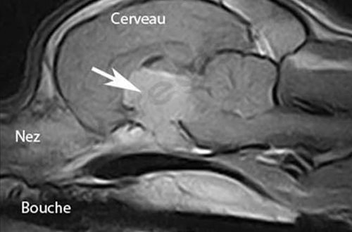 IRM du cerveau d’un chien atteint d’une maladie de Cushing. La cause de son hypercorticisme est ici un adénome de l’hypophyse