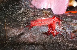 Ulcères au niveau des lèvres chez un chien Berger allemand atteint pyodermite profonde