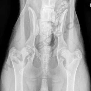 Radiographie des hanches d'un chiot normal de 6 mois