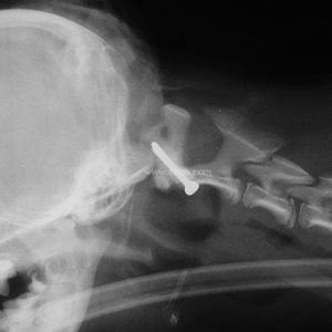 1. Radiographie de profil de l’articulation atlanto-occipitale d’un chien atteint d’instabilité atlanto-axiale, après traitement chirurgical
