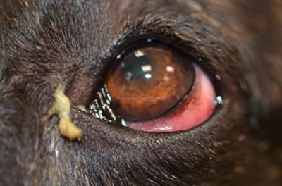 Accumulation de sécrétions muqueuses et hyperhémie de la conjonctive, récurrentes associées à un canthus médial anormalement large (poche) chez un chien