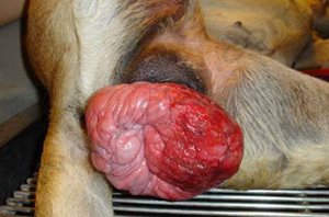 Prolapsus vaginal chez une chienne. Noter l’éversion de la muqueuse du vagin à l’extérieur