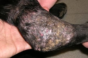 Les chiens de grandes races sont plus fréquemment atteintes par les sarcomes des tissus mous