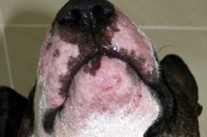 Furonculose du menton chez un chien de race Bull terrier