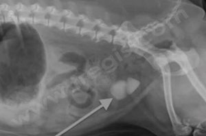 Radiographie de l’abdomen d’un chien souffrant de lithiase urinaire vésicale (calcul dans la vessie). Les calculs (flèche) sont ici nombreux et volumineux