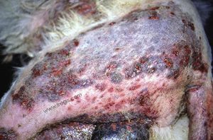 Syndrome furonculose-cellulite du Berger allemand avec d’importantes lésions de la peau au niveau de la cuisse.