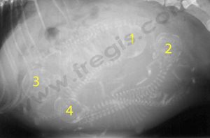 Radiographie d’une chienne Yorkshire terrier à environ 50 jours de gestation. Le squelette des chiots est bien visible et on peut facilement les compter