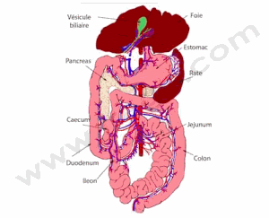 Anatomie de la cavité abdominale et vascularisation de la rate du chien