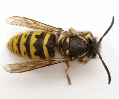 Les piqûres d’abeille peuvent être responsables de graves urgences chez le chat