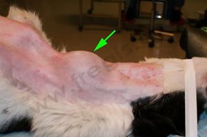 Mise en évidence d’une tumeur thyroïdienne (flèche verte) en région du cou chez un chien (Border Collie)