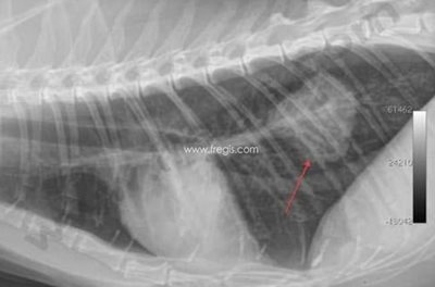 Tumeur pulmonaire chez un chat