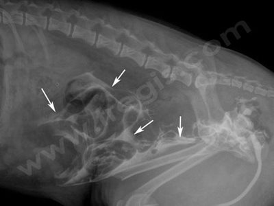 Traumatisme abdominal chez un chien attaqué par un sanglier.