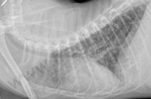 Image radiographique d’une pneumonie granulomateuse due à une forme sèche de péritonite infectieuse féline