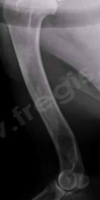 Radiographie de l’humérus d’un jeune chien en croissance avec des lésions caractéristiques d’une panostéite en phase moyenne