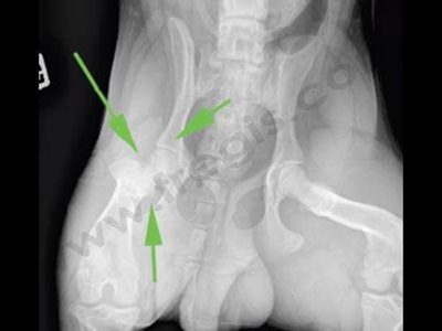 Chien atteint d’une nécrose aseptique de la tête fémorale gauche (articulation de la hanche) (flèche). Radiographie avant la chirurgie