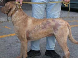 Alopécie du chien adulte chez un Chesapeake Bay retriever vue de coté