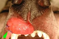 Histiocytome cutané canin. Une biopsie a été réalisée pour confirmer la suspicion (flèche verte)​