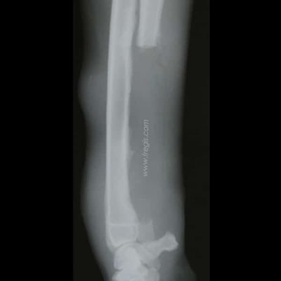 radiographie du même chien, 3 semaines après la chirurgie