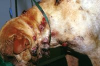 3. Chien de race Shar-pei atteint d’une forme grave de lymphome cutané non épithéliotrope (© Dr Vet Héripret)
