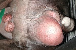 Les animaux atteints de hernie périnéale présente souvent un gonflement à côté de l’anus